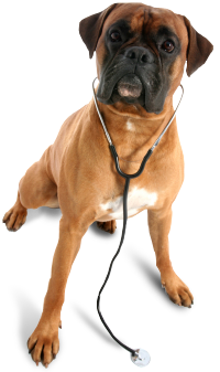 Image of a dog wearing a stethoscope.